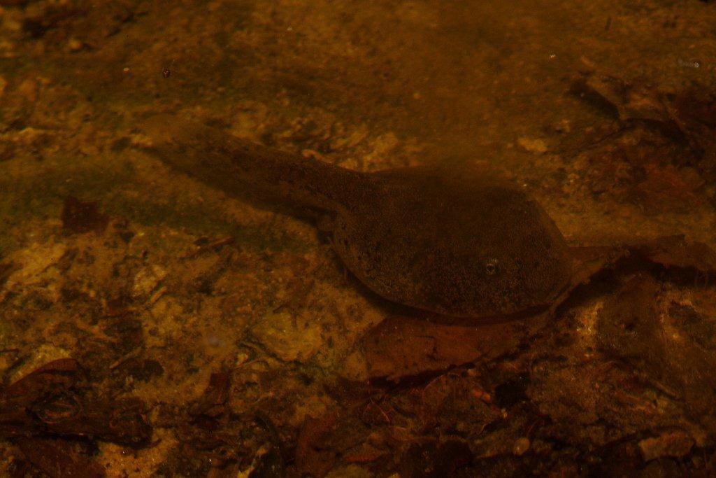 Uova di ululone - Bombina pachypus